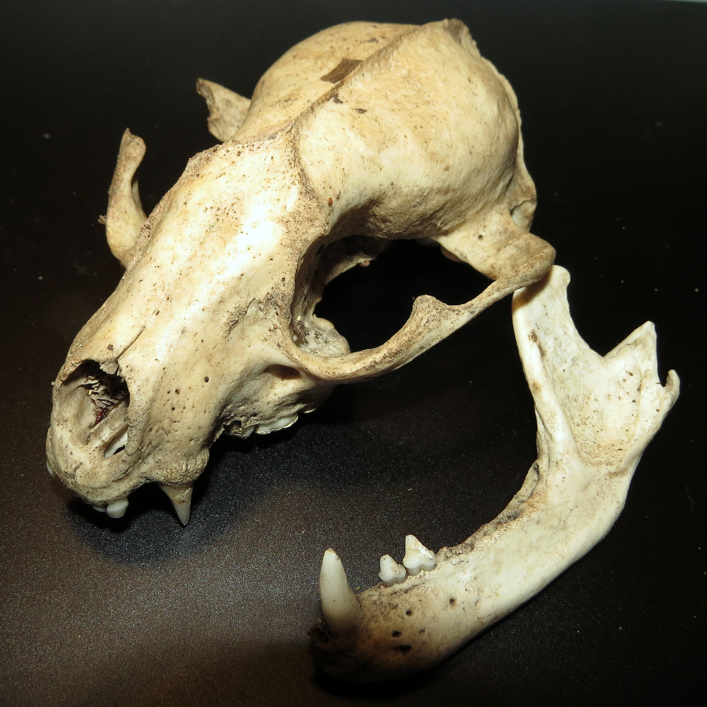 Raccoon Skull [2/2]