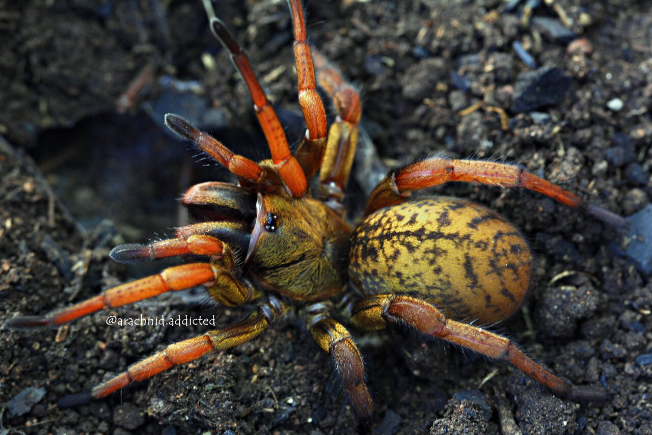 Rachias sp.