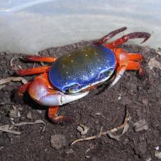 rainbow land crab