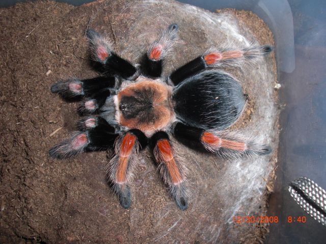 Rare Brachypelma Baumgarteni