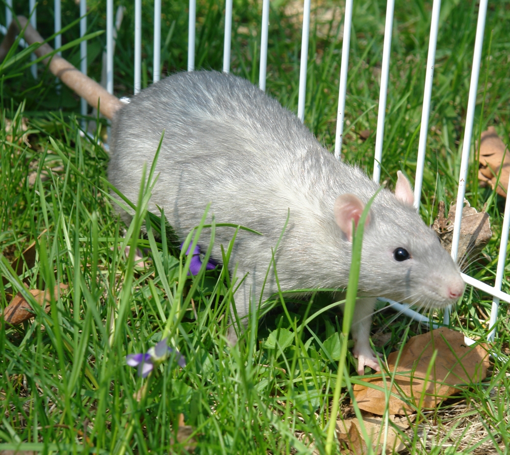 Rattie boy