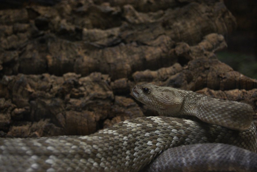 Rattler Close Up