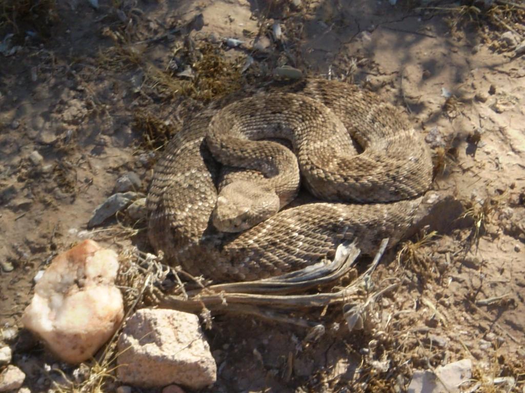 Rattler in the desert north of Phoenix