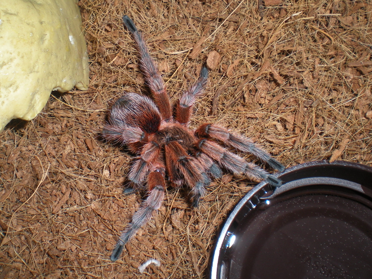 RCF grammostola rosea? Pic 2