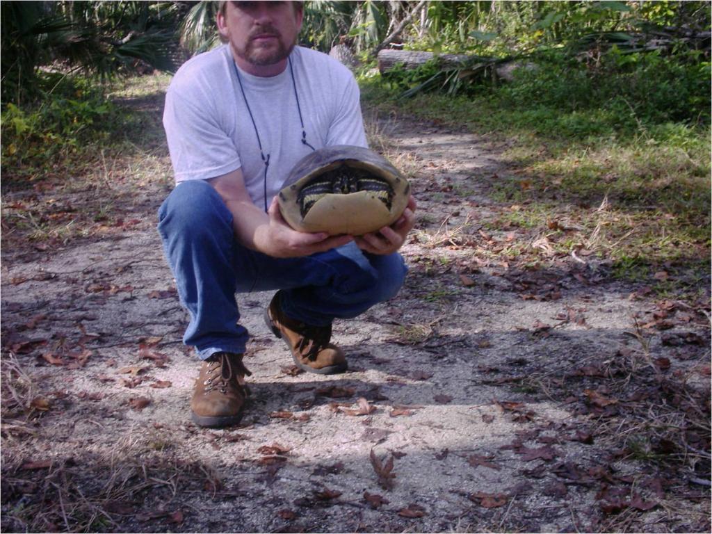 really big peninsular cooter