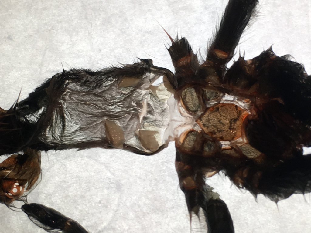 Recent C. versicolor molt