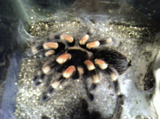 Recent Molt Pics from my Mexican Red Knee