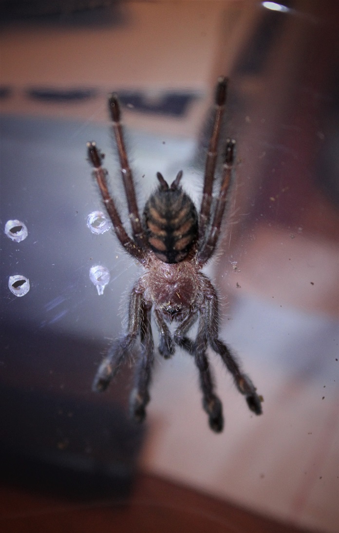 Recently molted P. Irminia 2.25"