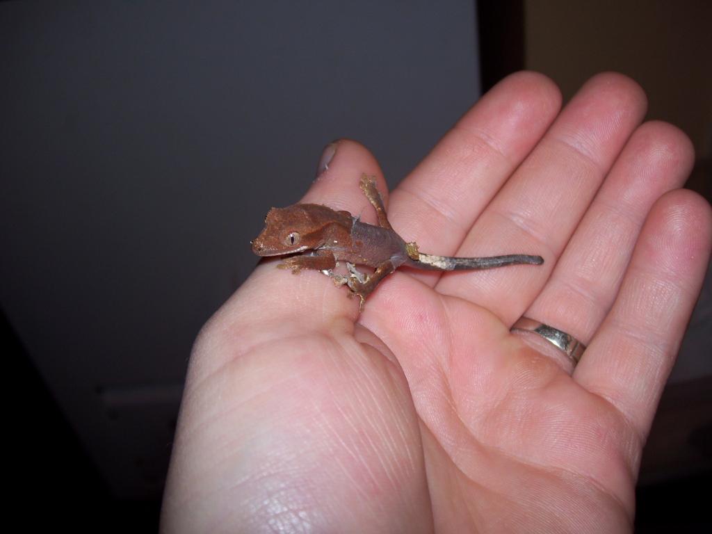 Red Crested Gecko