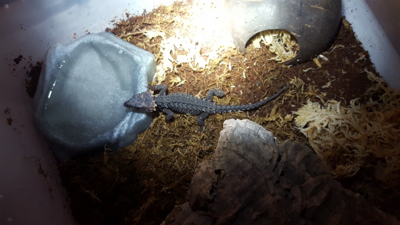 Red-eyed crocodile skink