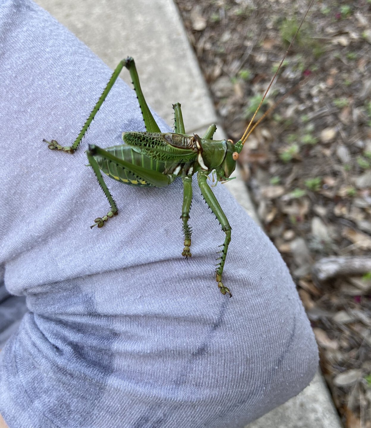 Red-Eyed Katydid