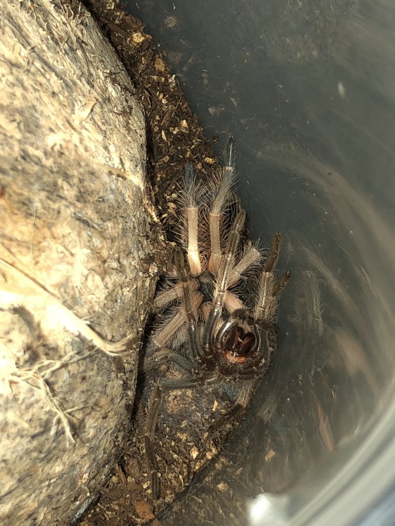 Red Knee molt