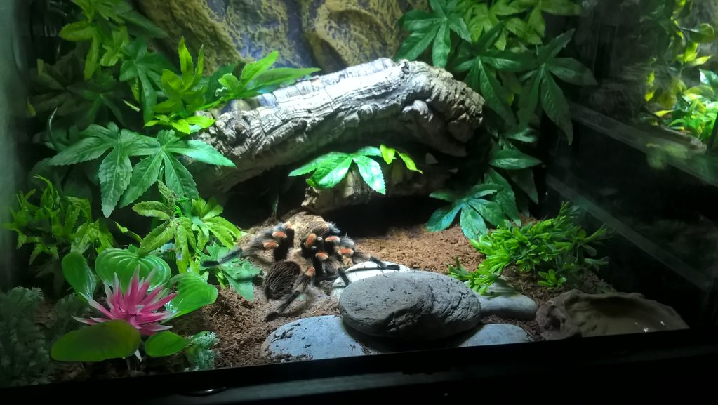 Red Knee Setup