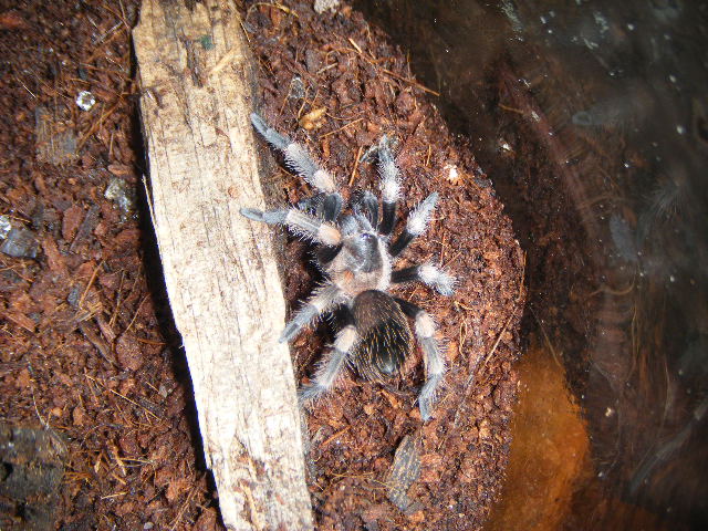 red knee tarantula