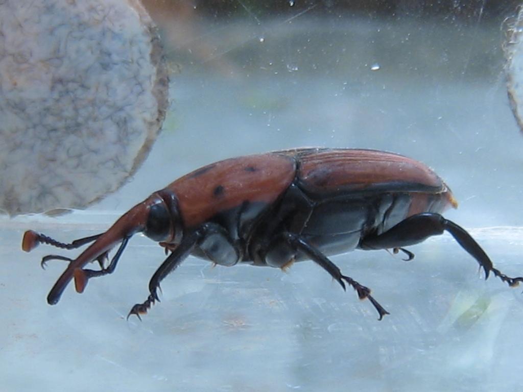 Red Palm Weevil