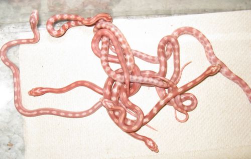 Red Rat Snakes
