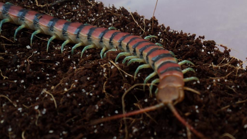 Red Scolopendra Morsitans