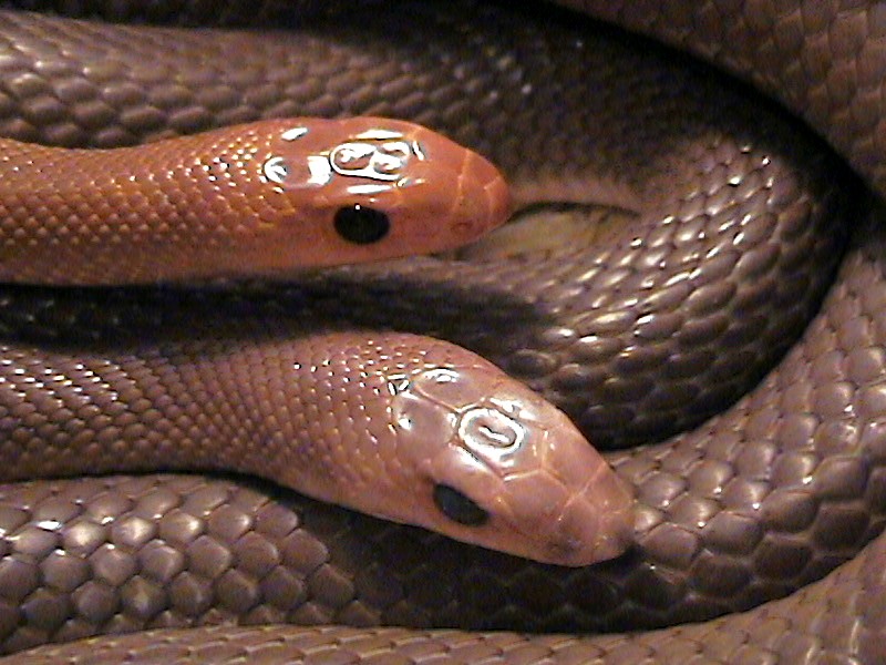 red spotted beaked snake 10