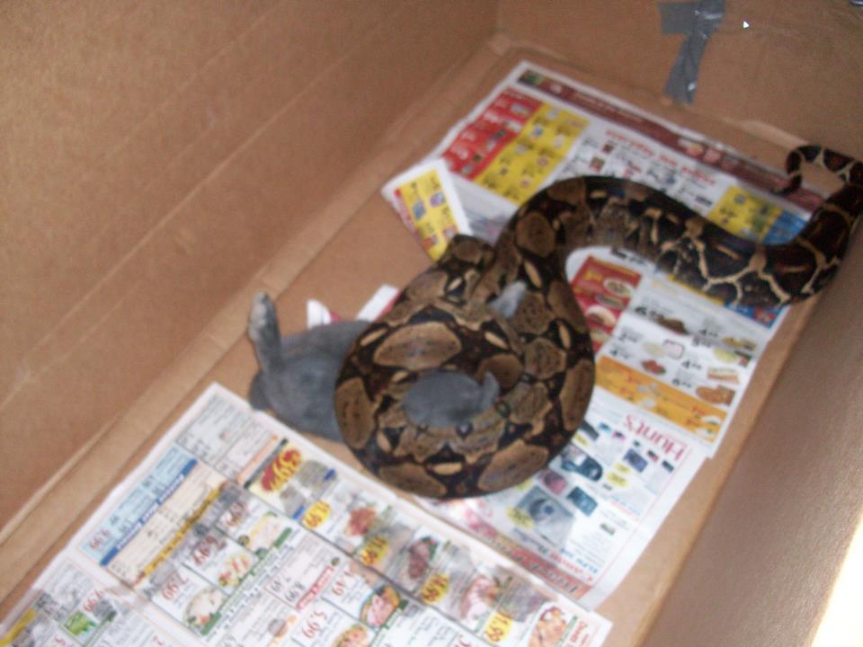 red tail boa eating