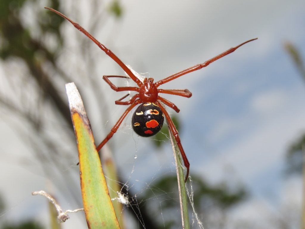 Red Widow, Latrodectus bishopi