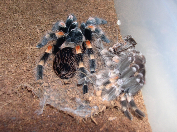 Redknee Molt