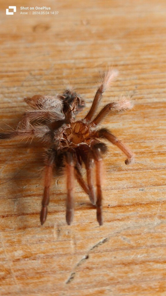 Redknee tarantula molting