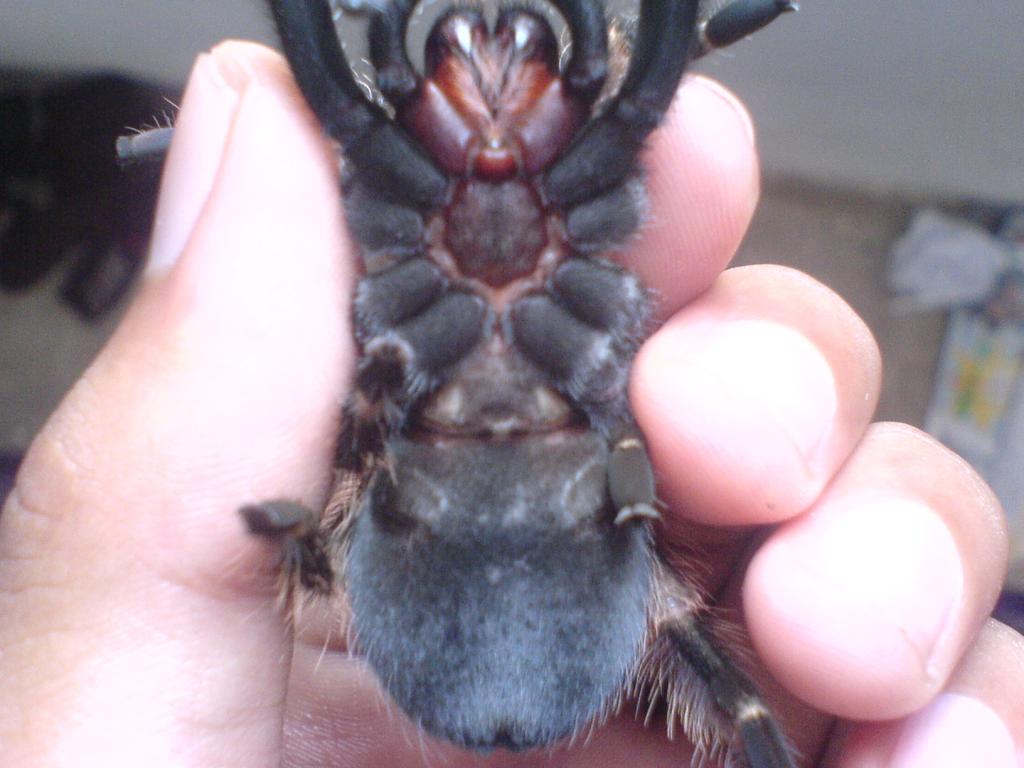 Redknee Tarantula Sexing.