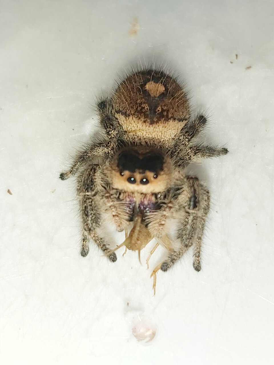 Regal jumping spider (AF)