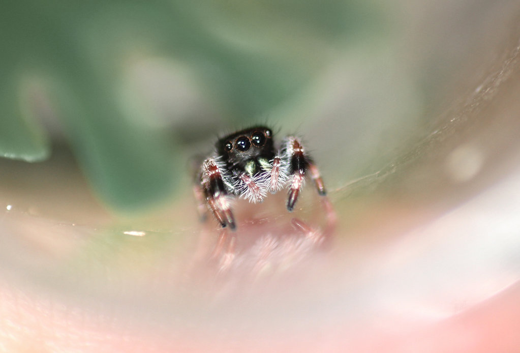 Regal Jumping Spider