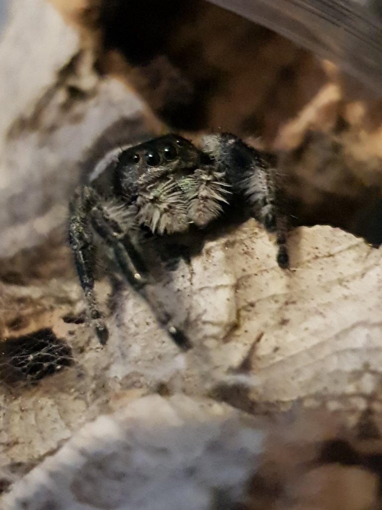 Regal jumping spider