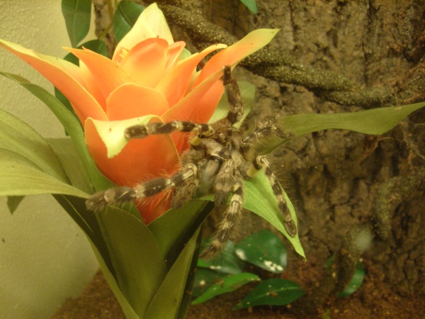 Regalis On Bromeliad