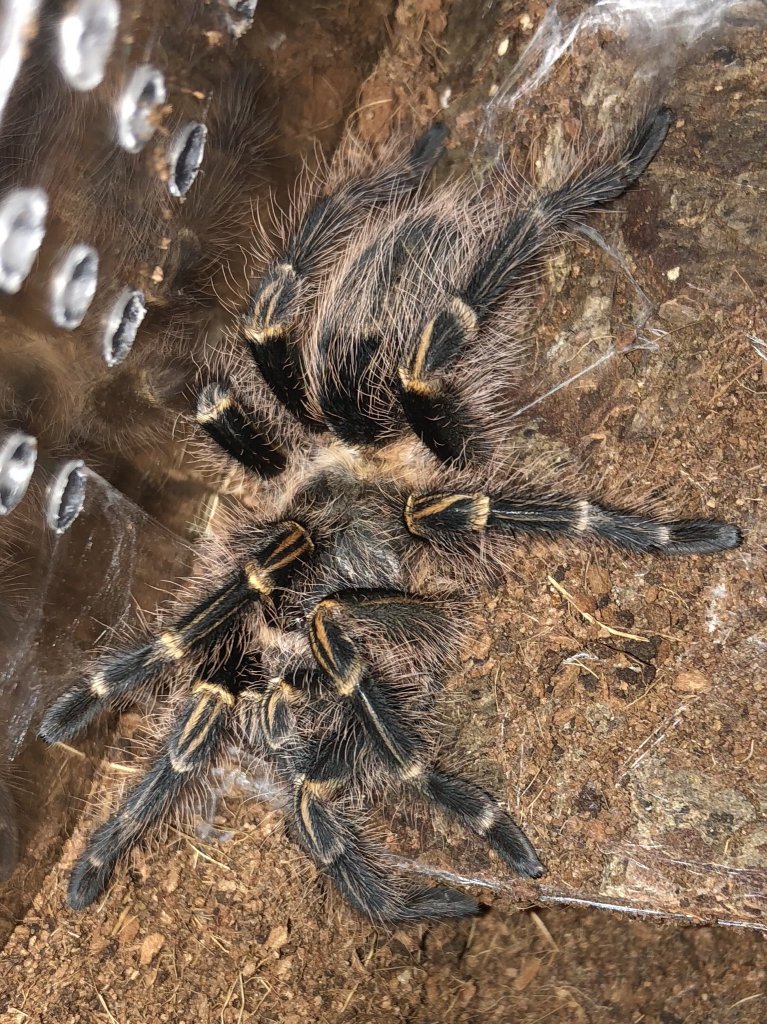 Regina’s post-molt beauty