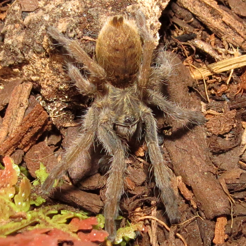 Rehoused Augacephalus ezendami Sling