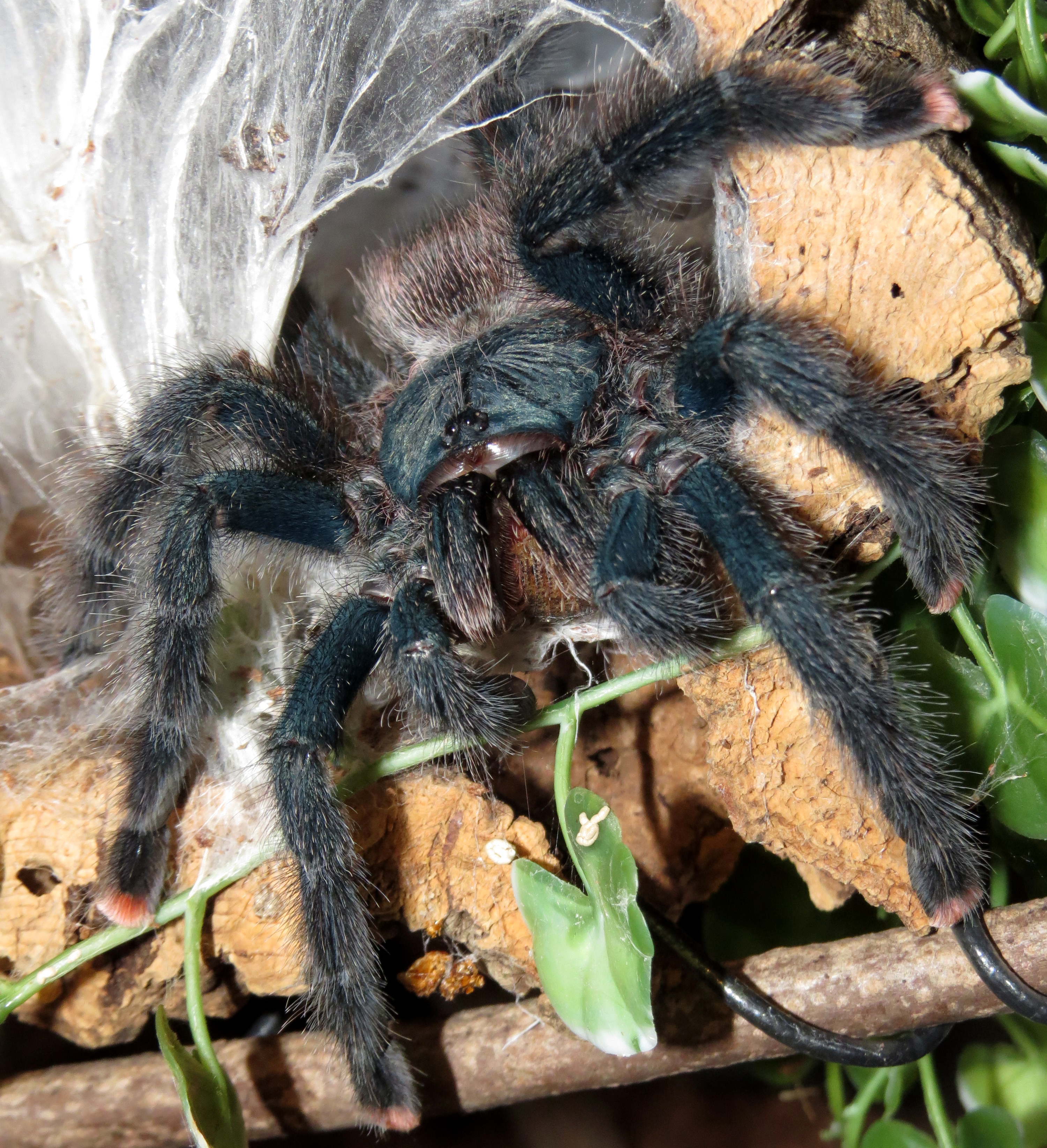 Reloading (♀ Avicularia avicularia 5")