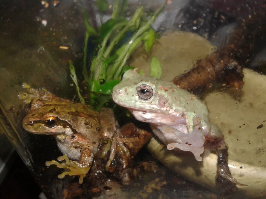 Rescue frog/HELP!/advice?