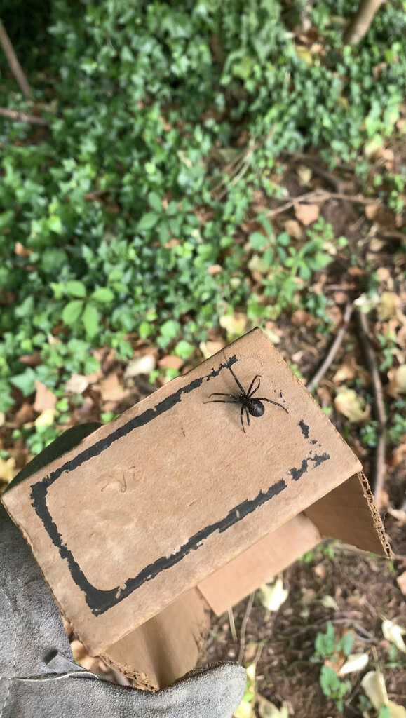 Rescued 3 Southern Black Widows from my gf’s garage because Terminix is coming tomorrow