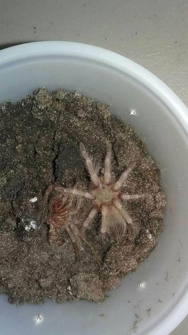 Grammostola Pulchripes Sling Care Arachnoboards