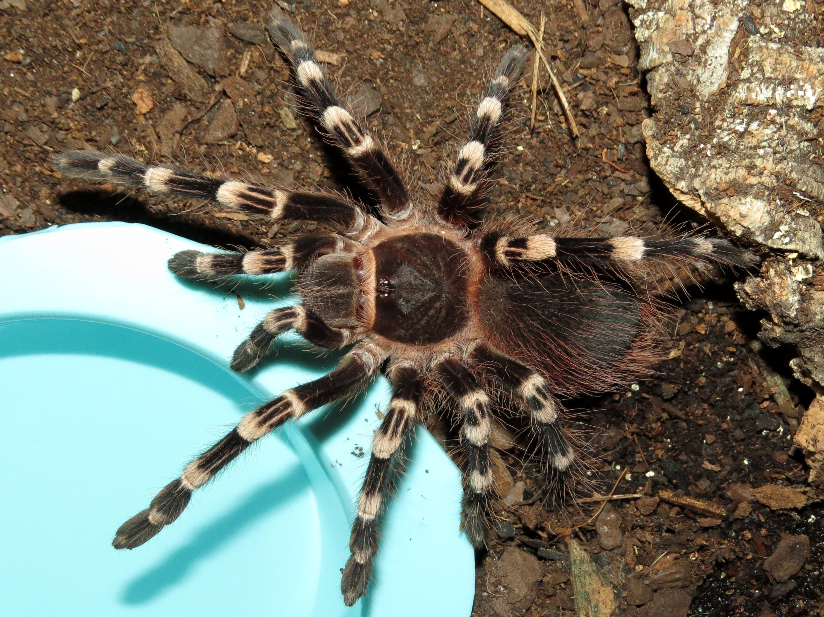 Reunited (♂ Acanthoscurria geniculata 4")