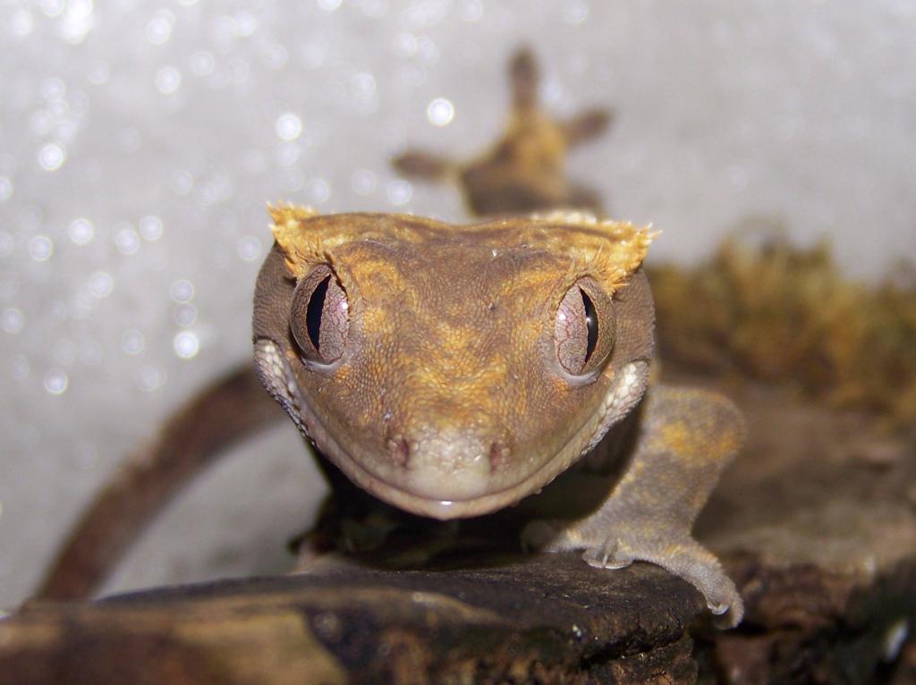 Rhacodactylus ciliatus