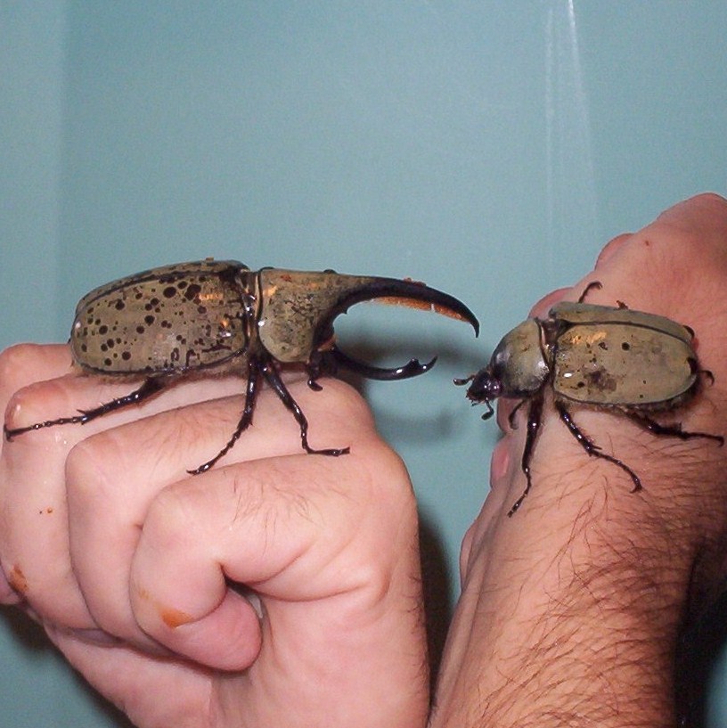 Rhino Beetles