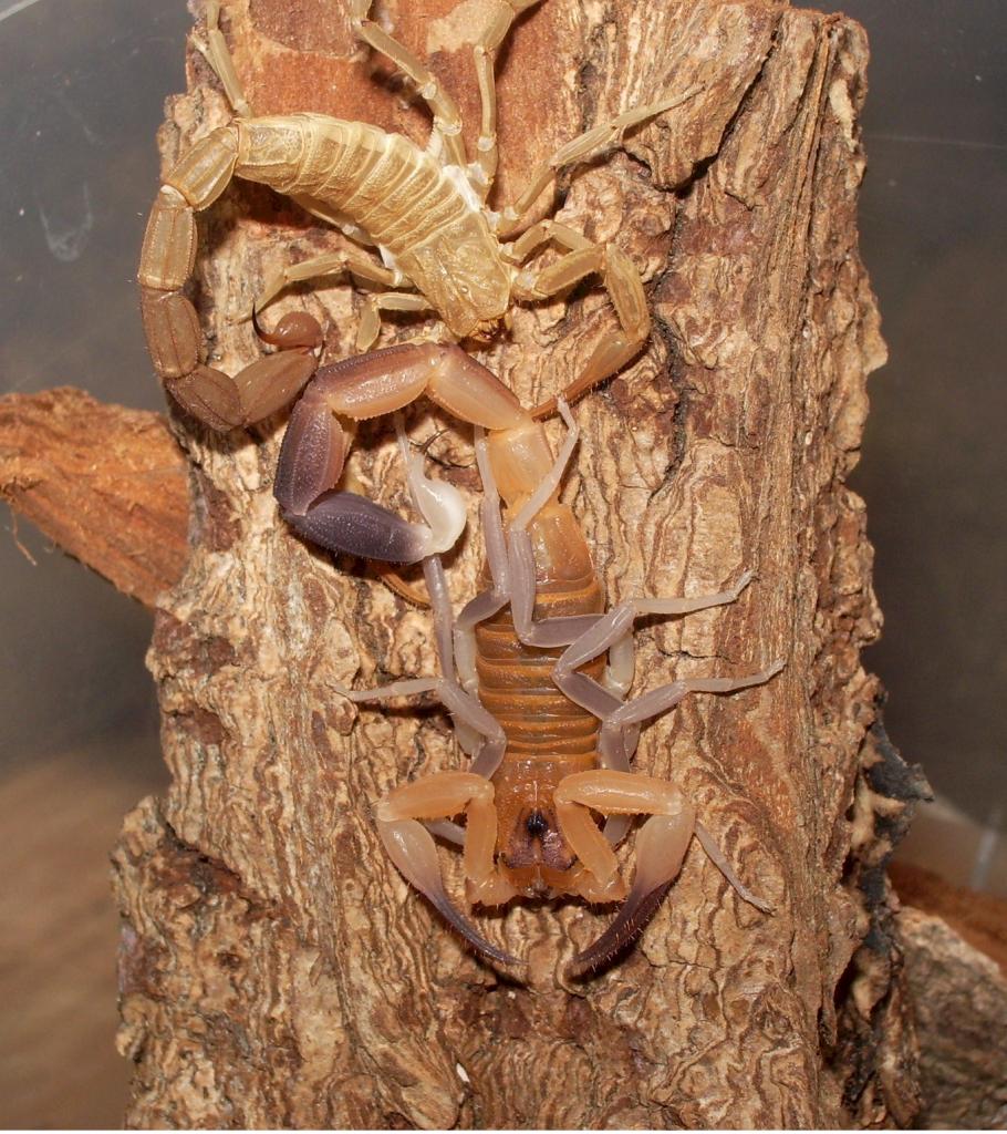 Rhopalurus junceus posing with moult