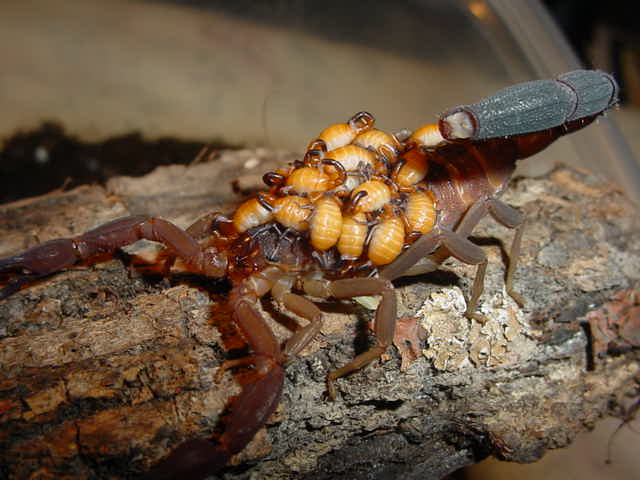 Rhopalurus junceus