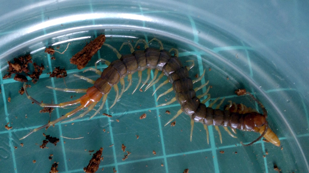 Rhysida longipes eating a mealworm