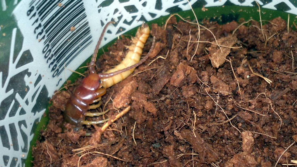 Rhysida longipes eating a mealworm