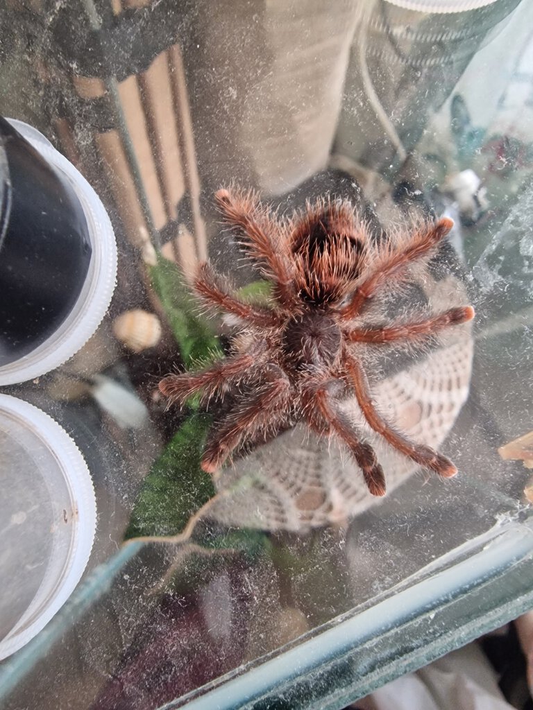 RIP Avicularia Braunshauseni