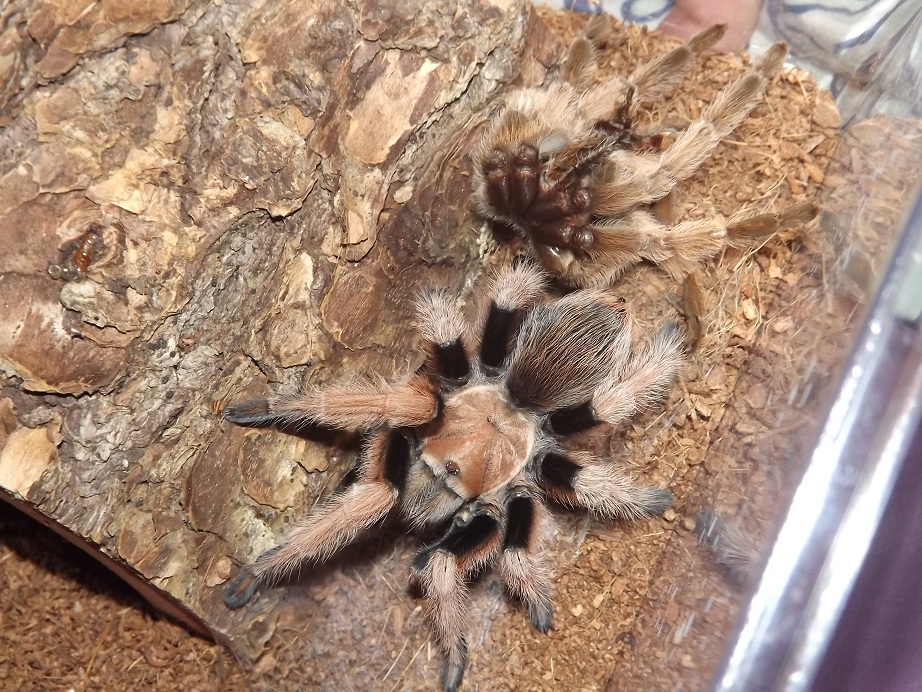 Riversong Molted!