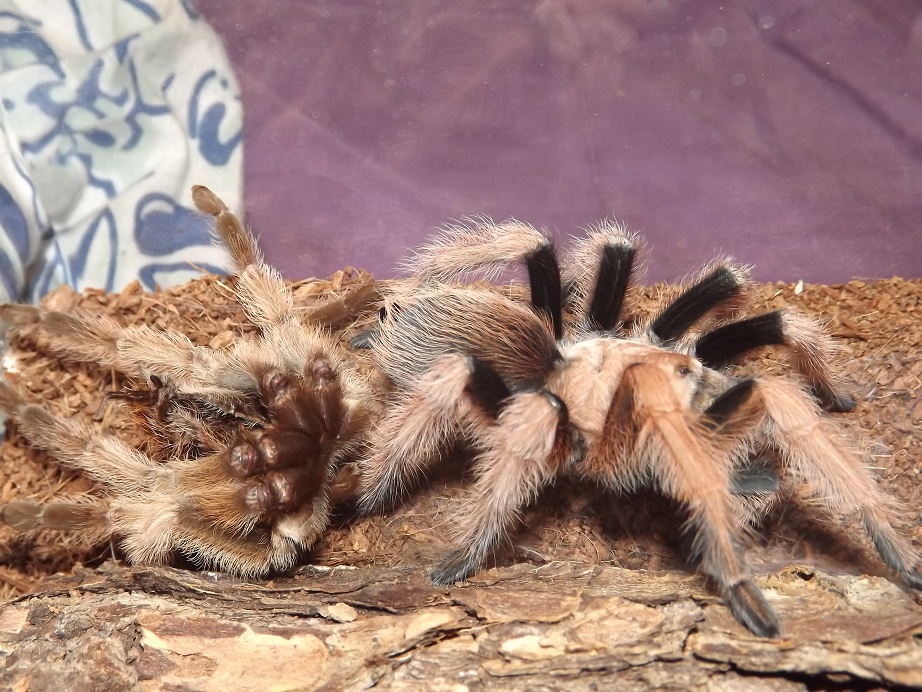 Riversong Molted!