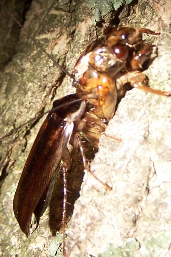 Roach Eating Cicada