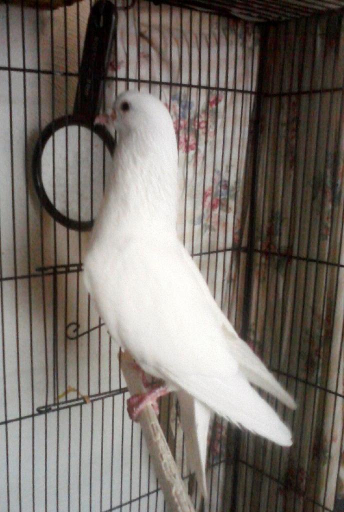 Roo, my pet pigeon