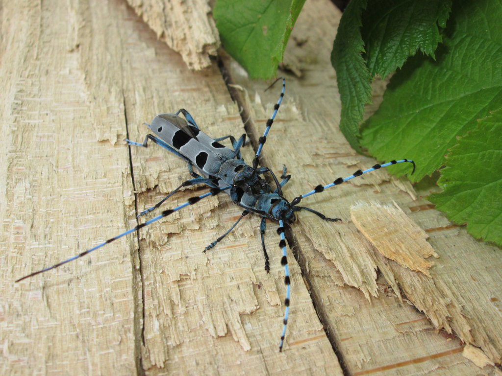 Rosalia alpina (Linnaeus, 1758)